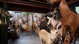 火遍亚洲的兽性民宿 赚来的钱都用来买动物标本