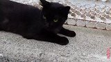 偶遇流浪黑猫，闭上眼睛全身找不到第二种颜色，太黑了