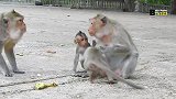 丧心病狂的萨拉对小猴子疯狂撕咬，旁边的母猴敢怒不敢言！