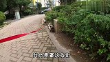 巴哥母子清晨遛弯，步伐轻快魔性，不愧是这条街最靓的崽，真幸福
