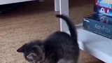 明明是猫咪的错，怎么还恶人先告状呢！真是过分