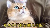 长假带猫咪出游，塔塔一副没见过世面的样子，熊孩子感觉被骗了！