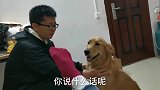 教狗子学会恭喜发财，过年靠它串亲戚捞红包