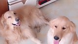 主人自己吃蛋糕却给狗狗啃白菜，狗狗的反应，让主人哭笑不得！