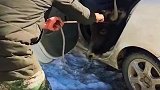 牦牛太顽固了，趁牧民不注意钻到车里拉不出来了