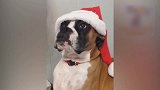 虽然戴着圣诞帽，但是狗狗的眼神里，满身不情愿！