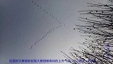 这气场太牛！第一次看到这么完美的人字形雁阵！什么物理原理