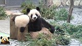 两个娃很乖巧，熊猫妈妈能放心当个无忧无虑的吃货，好治愈的画面
