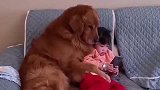 狗狗坐在沙发上，和女儿一起在看手机，眼前的一幕非常有爱！