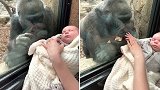 母爱相通！雌大猩猩深情注视5周大婴儿，隔着玻璃舔孩子