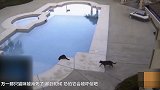 猫咪看到同伴在泳池边 二话不说就把它踹了进去