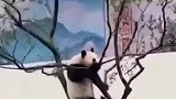 大熊猫树上蹦迪，没想到却发生了意外，原谅我笑出了声！