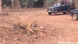 山路偶遇一头猛虎，这身材太彪悍，碾压非洲雄狮！