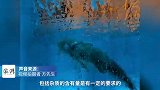 哈尔滨市民在冰雕中发现被冻住的鱼-约20厘米，感觉很稀有