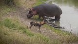几只野狗想攻击河马，河马一张嘴野狗就跑了，大嘴巴还是有好处的