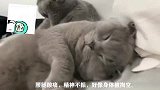 老虎和猪屎如何能和平相处的，看完这个，你就知道答案