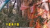 老态龙钟、屹立挺拔，宁夏320年树龄古树成沧桑历史的活化石。