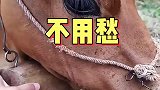 养牛小妙招，你学会了吗？
