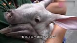 男子下雨天捡到“无名生物”，好心收养3个月，突然发现不对劲
