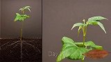 20秒带你看种子长成植物全过程。涨知识
