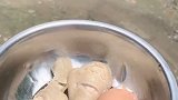 就是这么乖 我家田园犬年龄大了 最近不好好吃饭 今天给他加个餐