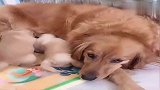 金毛就给两只狗狗喂奶，另外四只不管，女主忍不住了