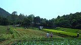 金黄的季节，收完稻谷，父子俩吃肉丸庆祝，有说有笑真温馨