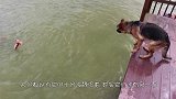 德牧跳下海找海豚玩，海豚却是在戏弄它，痴情的德牧看起来好惊慌