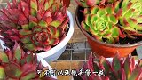 小言带大家看两款美肉，颜色娇艳红似火，你知道叫什么吗