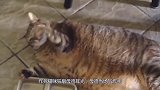 作死猫咪狂扇母鸡耳光，母鸡当场气炸毛，镜头记录搞笑画面
