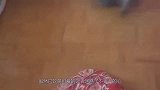作死猫咪狂扇母鸡耳光，母鸡当场气炸毛，镜头记录搞笑画面
