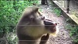 聪明的猴子，知道电网不能碰