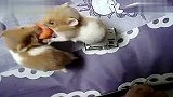 生活-两只可爱的小仓鼠抢胡萝卜