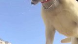搜救犬你听我说，我真的是来救你的