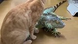 跨越种族的友情，猫咪跟蜥蜴成了好朋友，每天都要腻在一块才行！