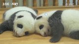 30秒丨国际熊猫节 超萌滚滚也要过节啦！
