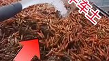 要不是亲力亲为，半车土都给买单了