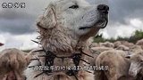 防狼脖圈，为什么能吓退狼群？游牧民族发明的简直堪比开挂！