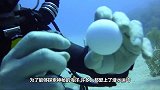 潜水者在水草下发现一个大钳子，伸手一掏，原来藏着个大家伙