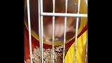 生活-仓鼠日常生活日记