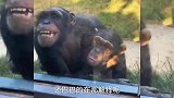 搞笑配音：到底谁玩谁啊，这猩猩进化太快了啊