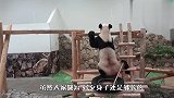 一头熊猫挂在半空：怎么还没着陆，腿又变短了？请忍住千万别笑