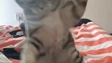 看我家猫猫厉害不