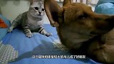 野生浣熊闯入民宅，进屋就把猫咪一顿揉，镜头拍下搞笑瞬间
