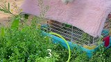 兔子这个跳远你给几分
