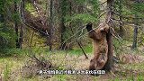 马路突然出现一头熊，下一秒行为异常，请忍住不要笑