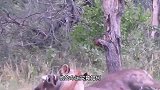 水羚羊被狮子和鳄鱼捕杀，能击退鳄鱼，却被狮子猎杀！