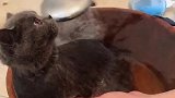 猫：水有点凉，再加点热水呗！