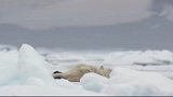 北极冰山在融化，北极熊面临居无定所，能把它们送到南极吗