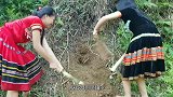 男子野外遇到野生竹鼠，不到一分钟就挖了个大洞，这速度太快了